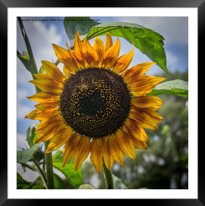 SunFlower Framed Mounted Print by Jo Sowden