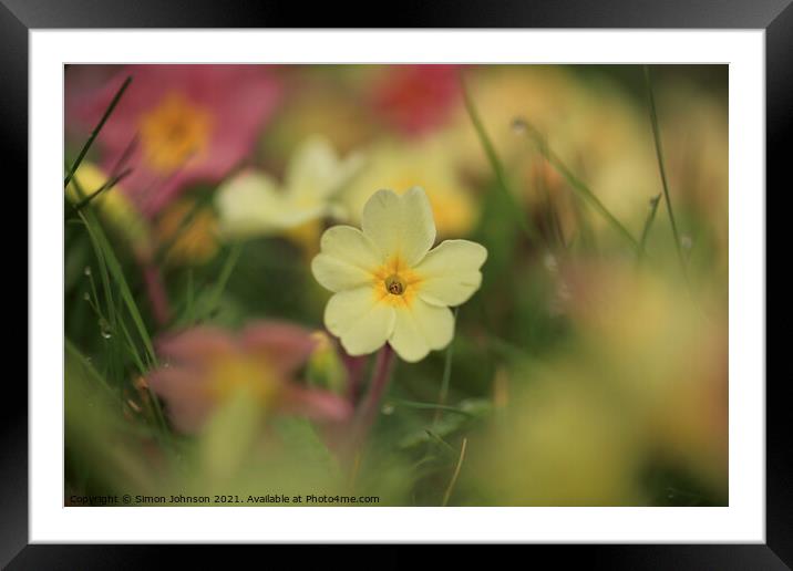 Spring Primrose flower Framed Mounted Print by Simon Johnson