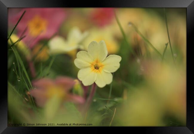 Spring Primrose flower Framed Print by Simon Johnson