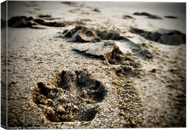 Paw prints in the sand Canvas Print by Hannah Youens