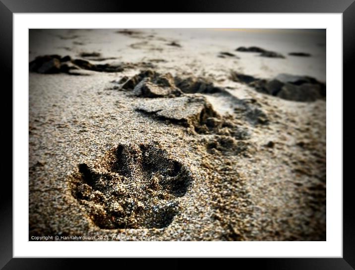 Paw prints in the sand Framed Mounted Print by Hannah Youens