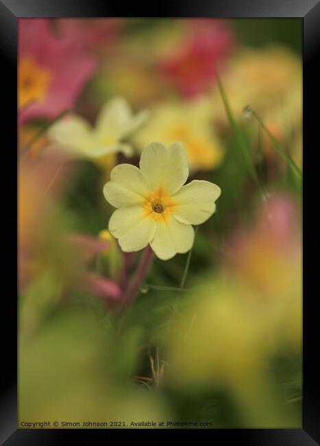 Plant flower Framed Print by Simon Johnson