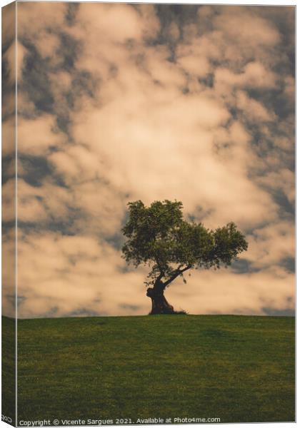 Olive tree and clouds Canvas Print by Vicente Sargues