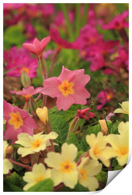 Primrose flower Print by Simon Johnson