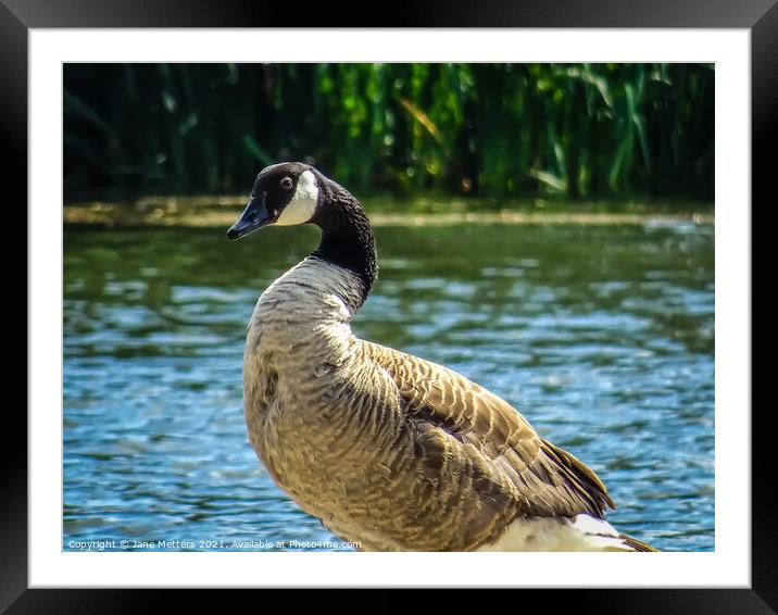 Goose by the Lake Framed Mounted Print by Jane Metters