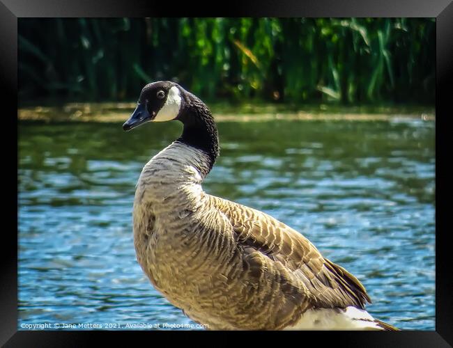 Goose by the Lake Framed Print by Jane Metters