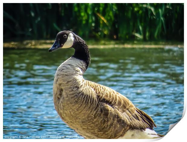 Goose by the Lake Print by Jane Metters