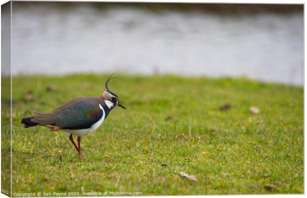 Lapwing in a field Canvas Print by Ash Payne