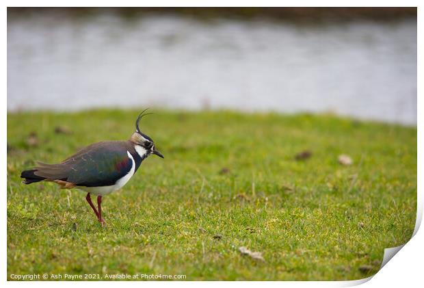 Lapwing in a field Print by Ash Payne