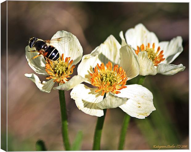 Three with a bee Canvas Print by Kat Dennis