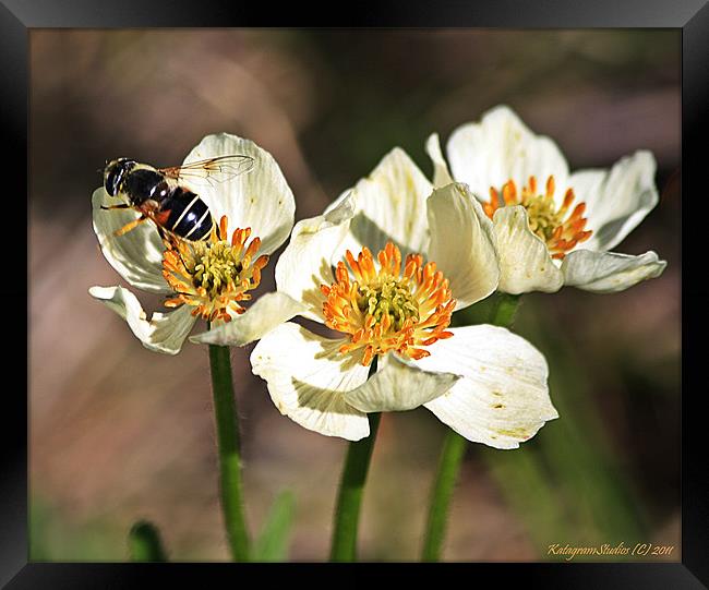 Three with a bee Framed Print by Kat Dennis