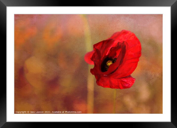 Poppy in the dying light Framed Mounted Print by Jaxx Lawson