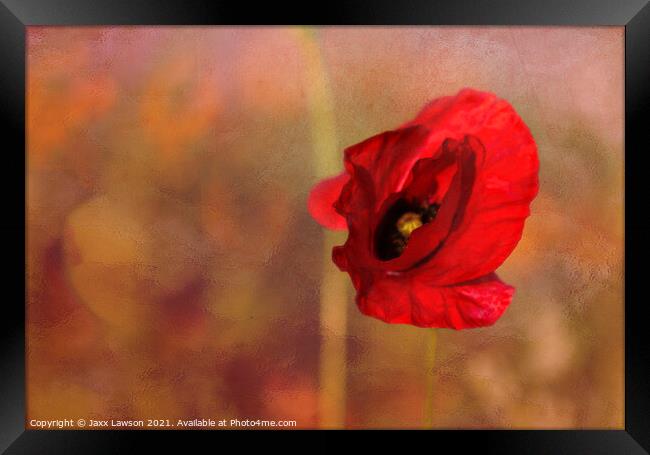Poppy in the dying light Framed Print by Jaxx Lawson