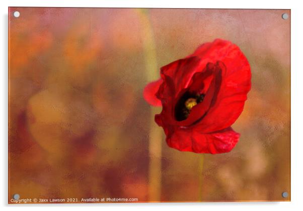 Poppy in the dying light Acrylic by Jaxx Lawson