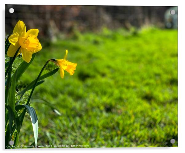 Daffodils 🌼  Acrylic by Hannah Youens