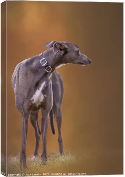 Blue Greyhound Canvas Print by Jaxx Lawson