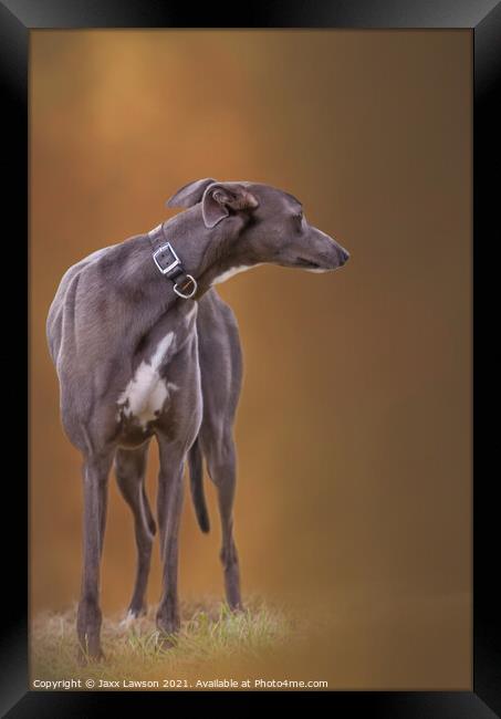 Blue Greyhound Framed Print by Jaxx Lawson