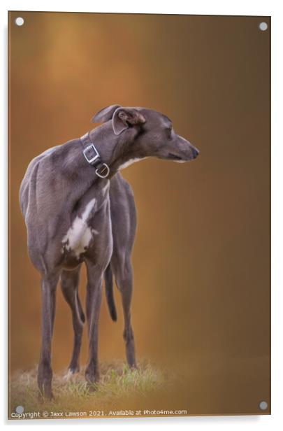 Blue Greyhound Acrylic by Jaxx Lawson