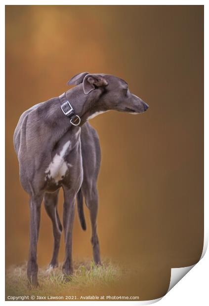 Blue Greyhound Print by Jaxx Lawson