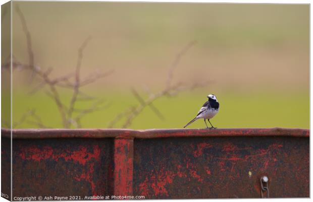 Pied Wagtail on a trailer Canvas Print by Ash Payne