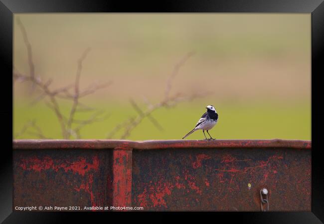 Pied Wagtail on a trailer Framed Print by Ash Payne