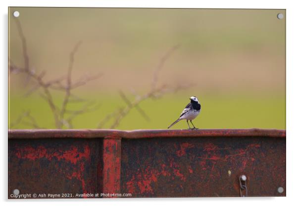 Pied Wagtail on a trailer Acrylic by Ash Payne