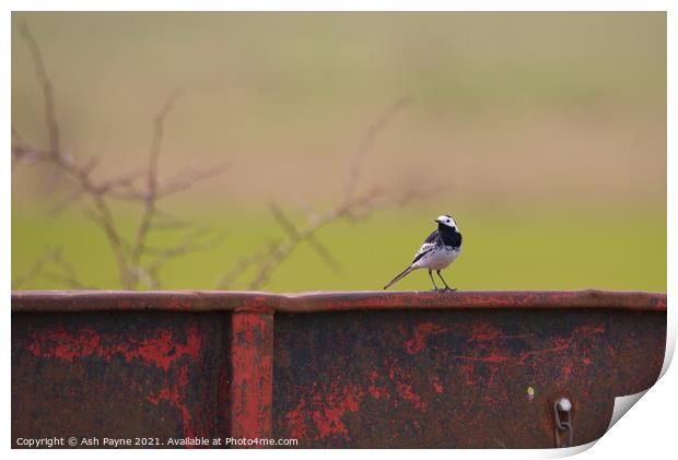 Pied Wagtail on a trailer Print by Ash Payne