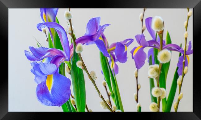 Iris and pussy Willow flowers. Framed Print by Bill Allsopp