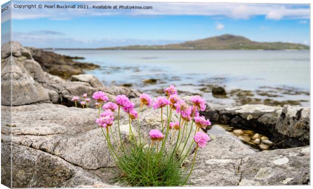Sea Pink Thrift Flowers South Uist Outer Hebrides Canvas Print by Pearl Bucknall