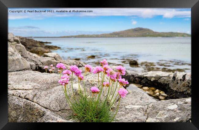 Sea Pink Thrift Flowers South Uist Outer Hebrides Framed Print by Pearl Bucknall