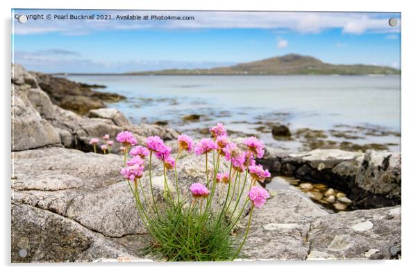 Sea Pink Thrift Flowers South Uist Outer Hebrides Acrylic by Pearl Bucknall