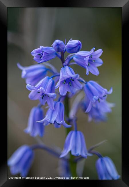 Plant flower Framed Print by steven bostock