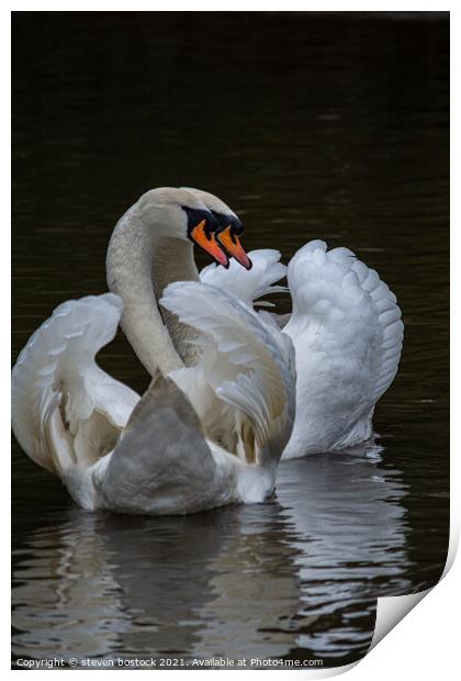 Swans mating Print by steven bostock