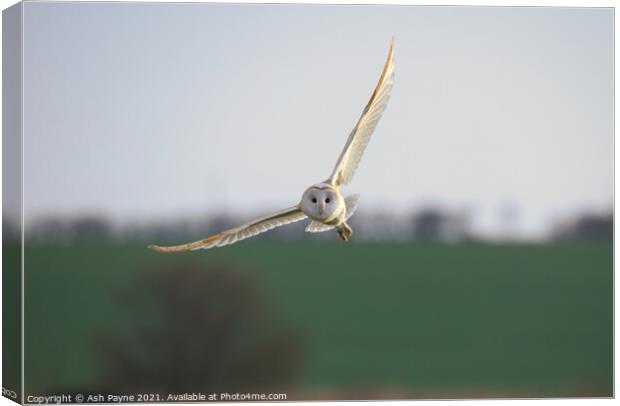 Barn owl flying over Harty fileds. Canvas Print by Ash Payne