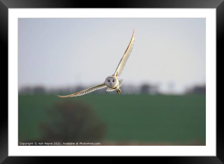 Barn owl flying over Harty fileds. Framed Mounted Print by Ash Payne