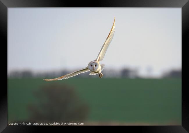 Barn owl flying over Harty fileds. Framed Print by Ash Payne