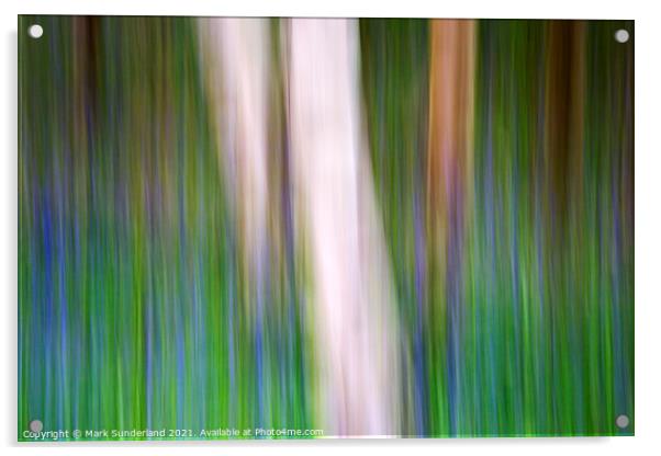 Birch Trunks and Bluebells Middleton Woods Acrylic by Mark Sunderland