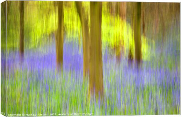 Bluebells and Spring Trees Middleton Woods Canvas Print by Mark Sunderland