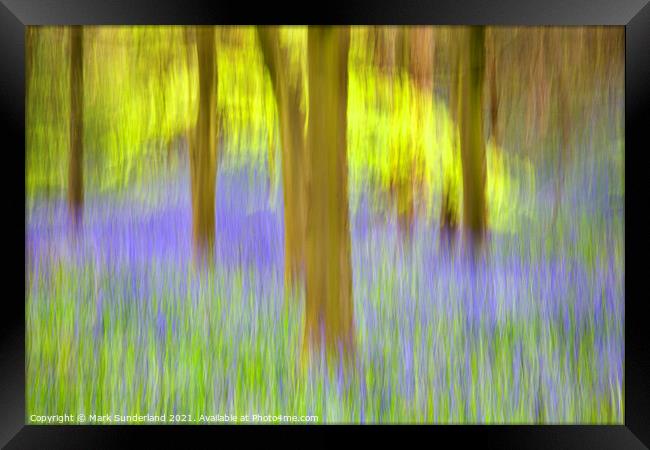Bluebells and Spring Trees Middleton Woods Framed Print by Mark Sunderland