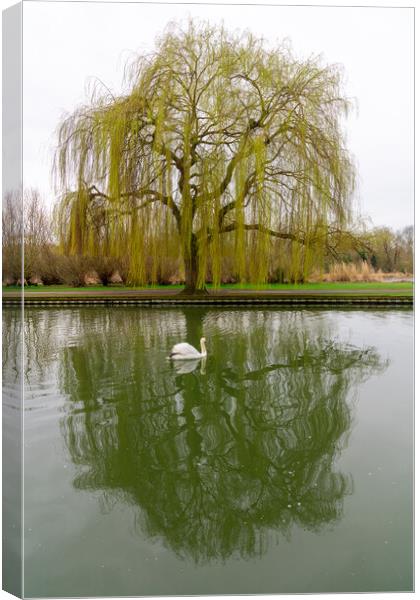 Weeping Willow and Swan, Bedford, England Canvas Print by Dave Wood
