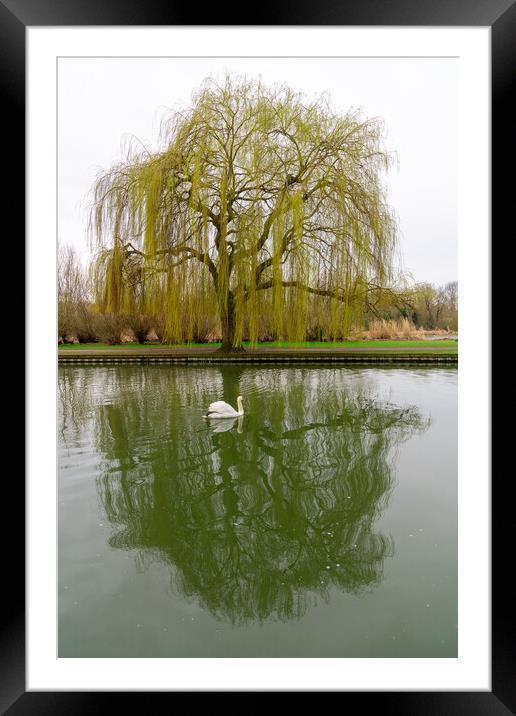 Weeping Willow and Swan, Bedford, England Framed Mounted Print by Dave Wood