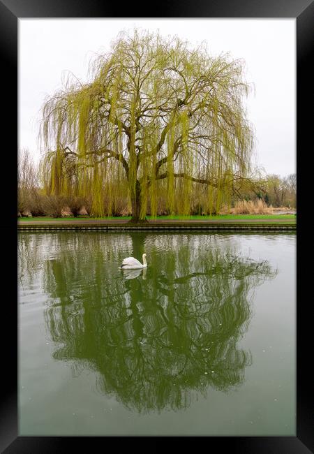 Weeping Willow and Swan, Bedford, England Framed Print by Dave Wood