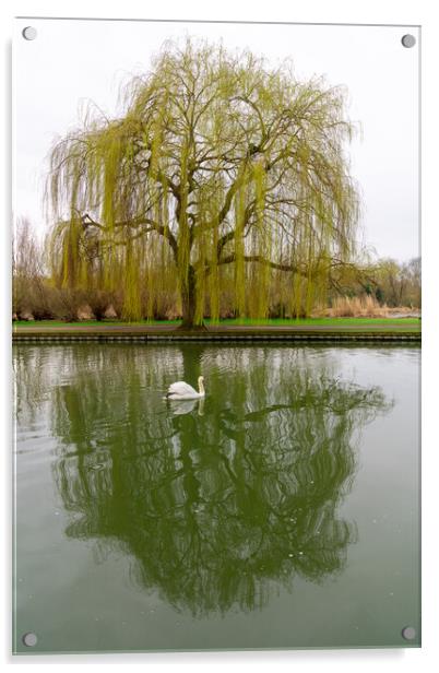 Weeping Willow and Swan, Bedford, England Acrylic by Dave Wood