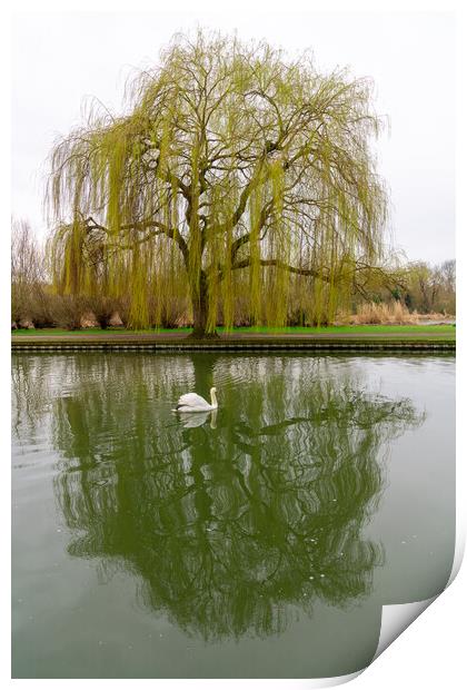 Weeping Willow and Swan, Bedford, England Print by Dave Wood