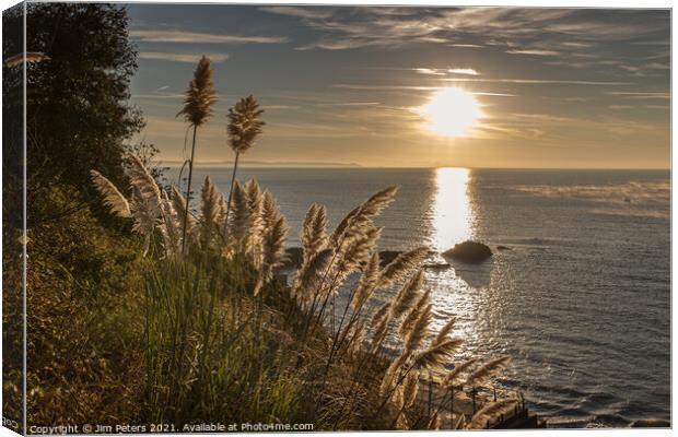 Pampas grass on the Coast path at Looe Canvas Print by Jim Peters