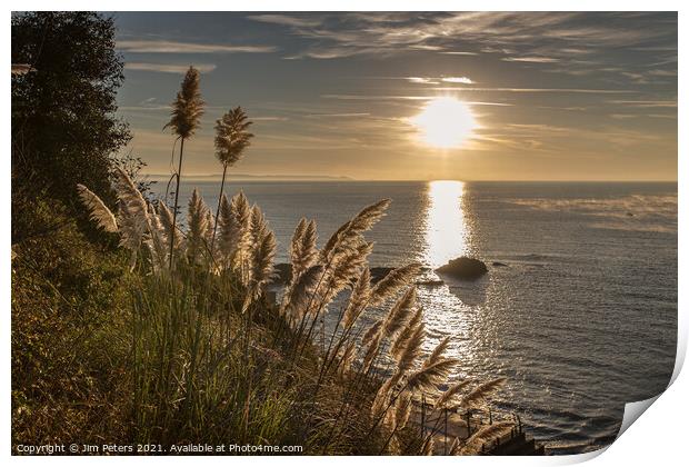 Pampas grass on the Coast path at Looe Print by Jim Peters