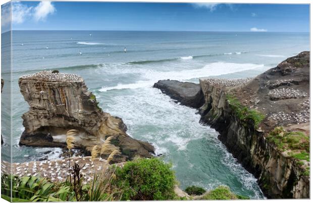 Inlet of the jagged New Zealand coastline with Pac Canvas Print by Thomas Baker