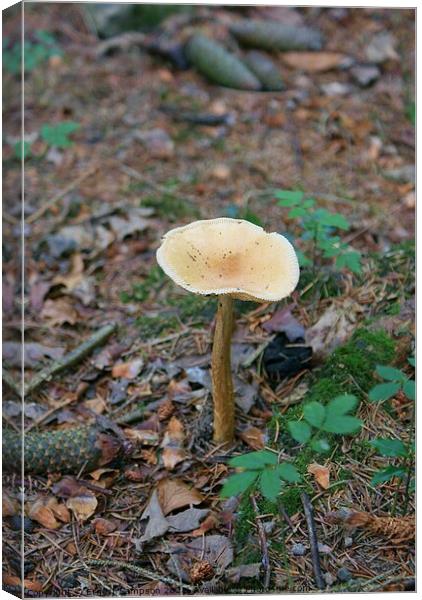 Common Toadstool, Becky Falls Dartmoor In Devon. Canvas Print by Ernest Sampson