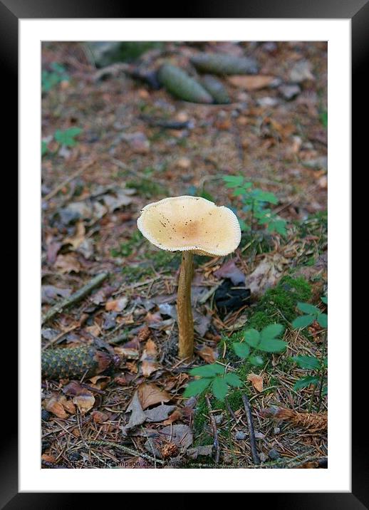 Common Toadstool, Becky Falls Dartmoor In Devon. Framed Mounted Print by Ernest Sampson