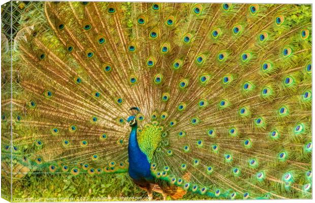 Indian Peacock Full Display Canvas Print by Helkoryo Photography